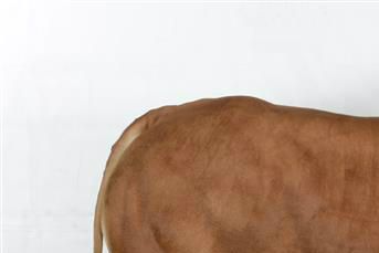 Jovial PP av Utgårdstrøen. Homozygot kolla.