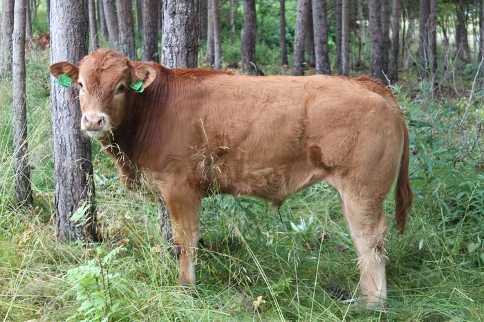 532 kolla,  far CN Rex PP, mf Mateo PP. Reserve Staur 2016. Solgt :) 