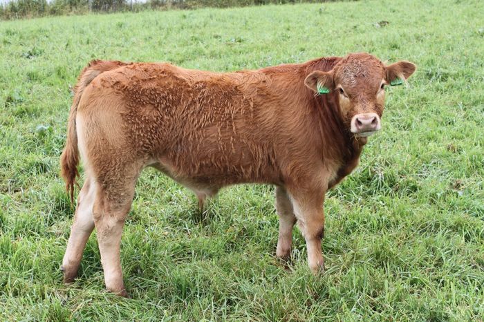 540, homozygot kolla, far CN Rex PP, mff Kenos. Staurkandidat.