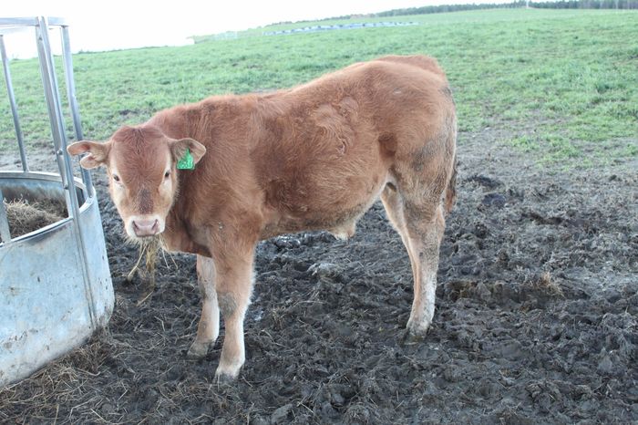 564 FF. Fnr. 31.05.16. Far Triompha MN, mf franske Bavardage. 