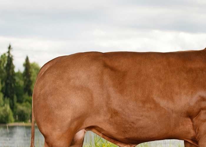 Nestor P av Utgårdstrøen. Kollet seminokse og testvinner fra fenotypetesten på Staur 2019. Født 2018.