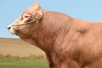 Nesono PP. Fransk homozygot seminokse.