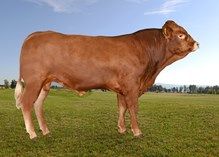Oskar PO av Utgårdstrøen. Heterozygot kollet seminokse etter tyske Lenni. Født år 2019.